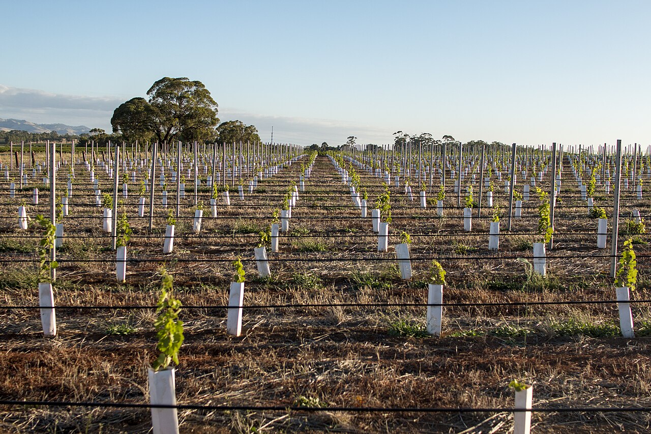 Young vines growing in rows at a Barossa Valley vineyard, South Australia